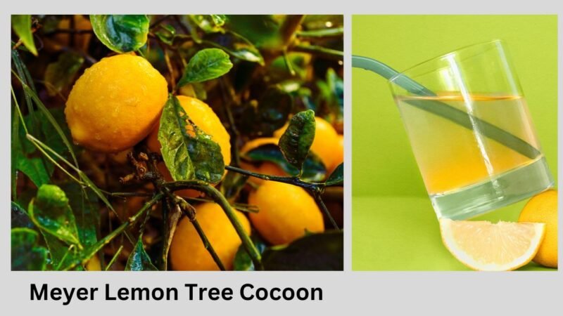 What is Meyer Lemon Tree Cocoon