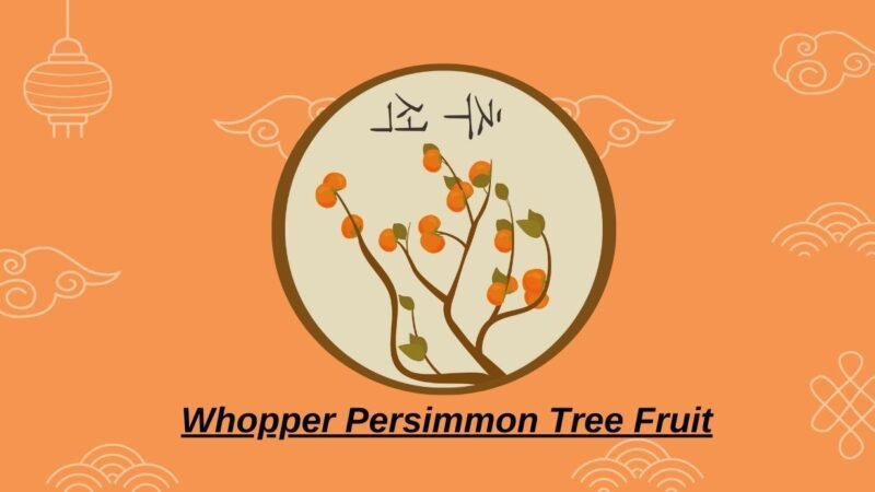 Discovering the Whopper Persimmon Tree Fruit